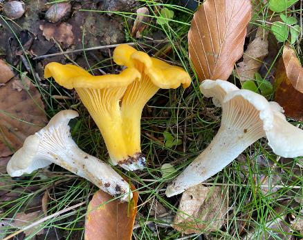 Kantareller kan vara pigmentfattig