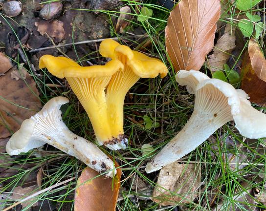 Kantarell och pigmentfattig kantarell