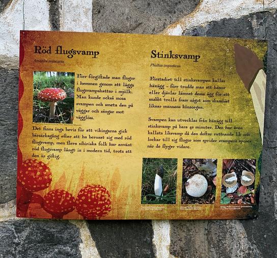 Röd flugsvamp, stinksvamp