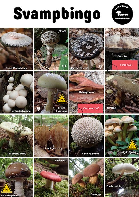 svampbingo
