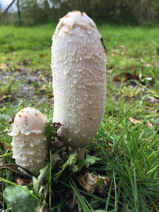 fjällig bläcksvamp