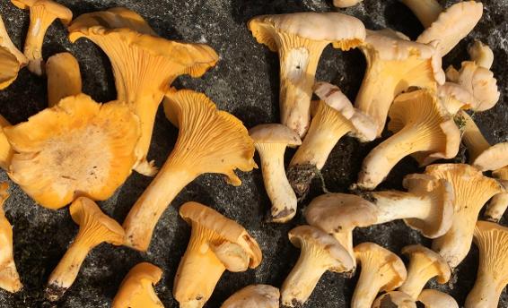 Kantarell och blek kantarell